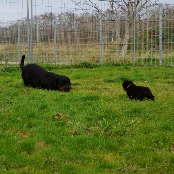 Disponibili cuccioli rottweiler | Foto 1