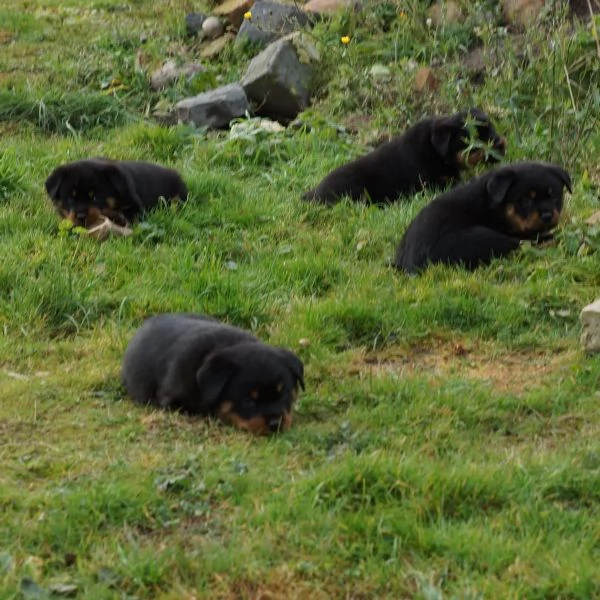 Disponibili cuccioli rottweiler | Foto 1