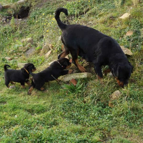 Disponibili cuccioli rottweiler | Foto 3