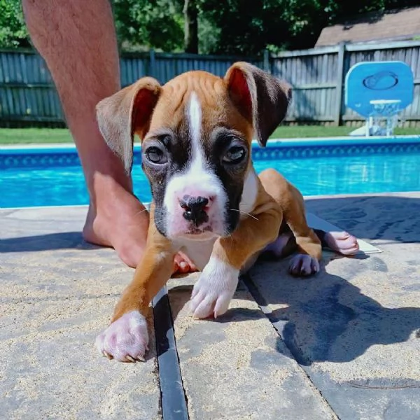 adorabili cuccioli di boxer in cerca di una nuova casa