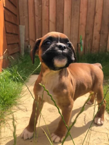 adorabili cuccioli di boxer in cerca di una nuova casa