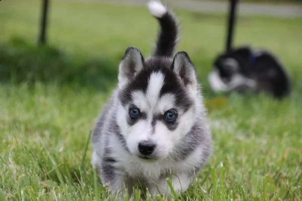 tre cuccioli di siberian husky cioccolato con pedigree | Foto 6