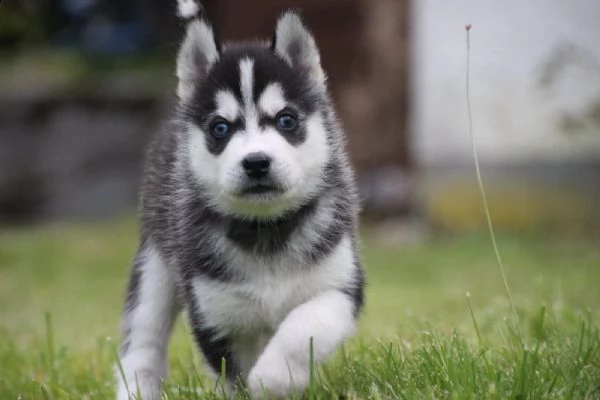 tre cuccioli di siberian husky cioccolato con pedigree