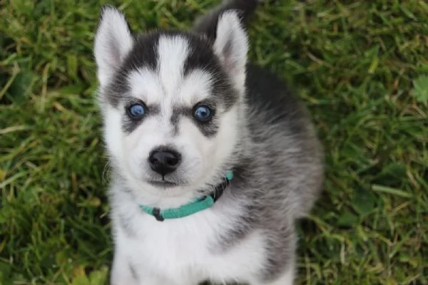 tre cuccioli di siberian husky cioccolato con pedigree | Foto 5