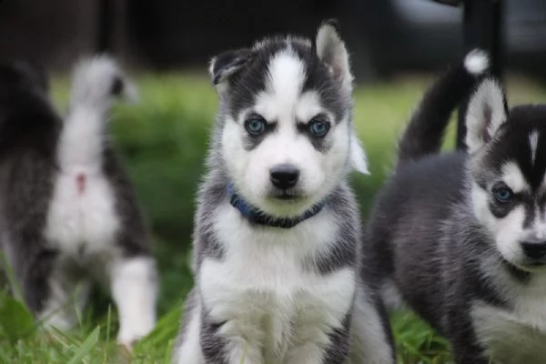 tre cuccioli di siberian husky cioccolato con pedigree | Foto 4