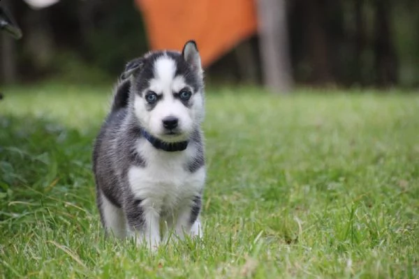 tre cuccioli di siberian husky cioccolato con pedigree | Foto 3