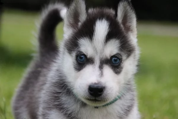 tre cuccioli di siberian husky cioccolato con pedigree | Foto 2