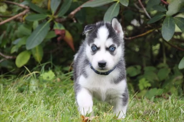 tre cuccioli di siberian husky cioccolato con pedigree | Foto 1