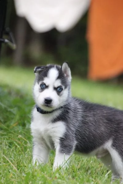 tre cuccioli di siberian husky cioccolato con pedigree | Foto 0