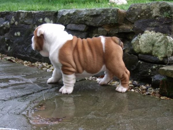 regalo bulldog inglese cuccioli disponibili...,