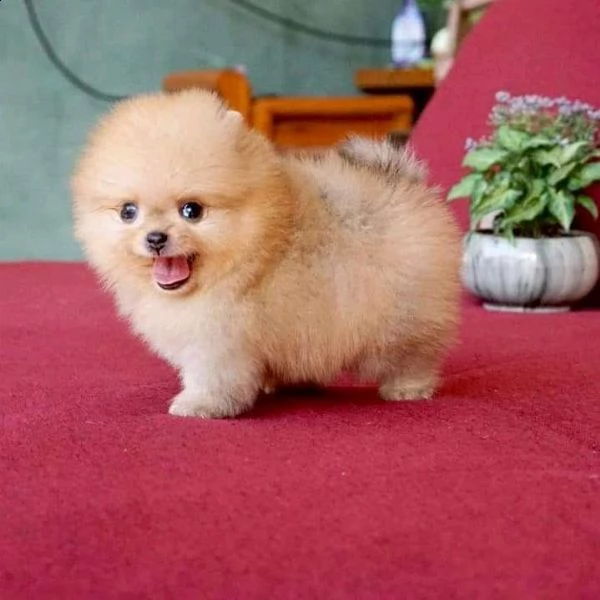 cucciolo intelligenti cuccioli di pomerania