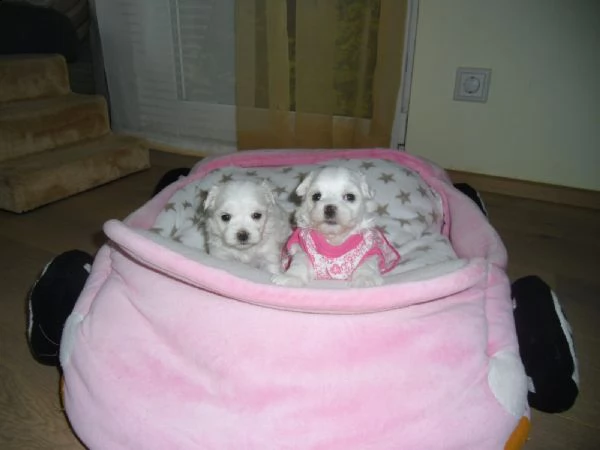 mini cucciolo giocattolo maltese | Foto 6