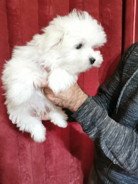 mini cucciolo giocattolo maltese | Foto 5