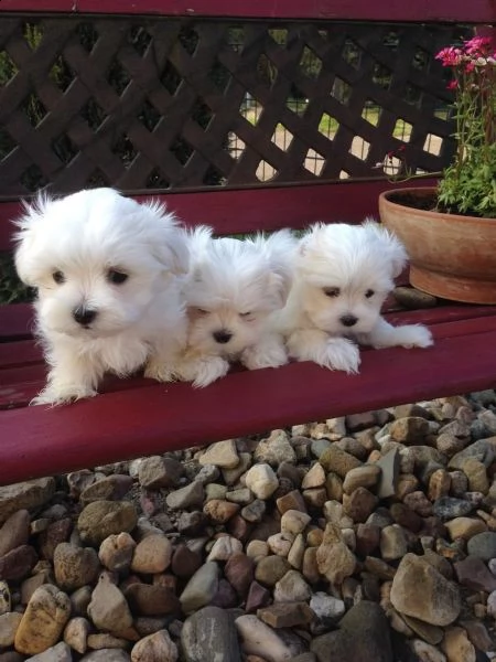 mini cucciolo giocattolo maltese