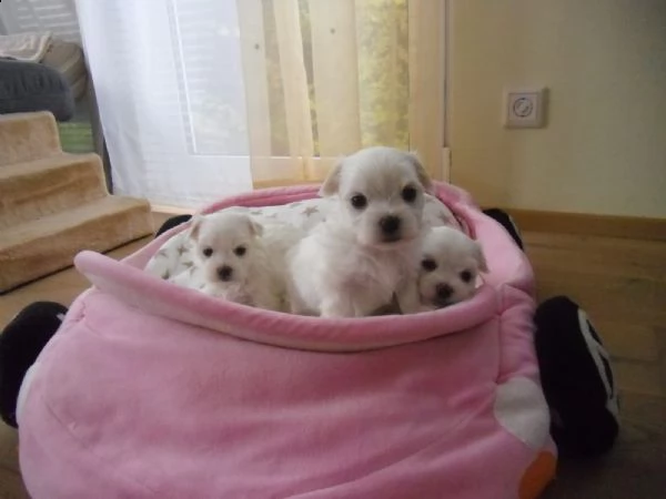 mini cucciolo giocattolo maltese | Foto 0