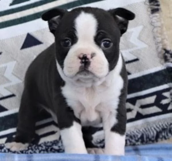 regalo boston terrier  con pedigree 