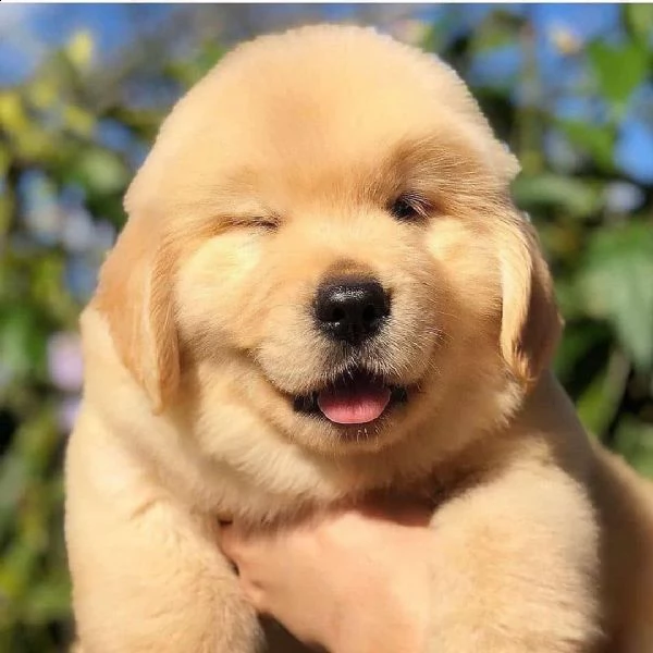 regalo bellissimi maschi e femmine golden retriever  cuccioli