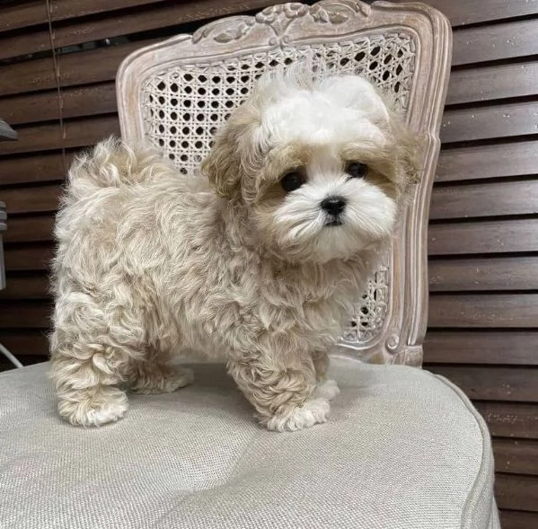 regalo cuccioli maltese 