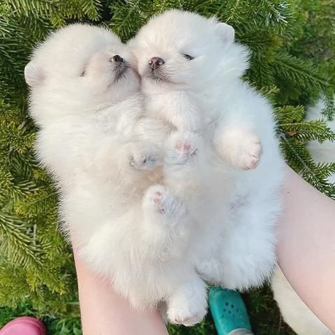 cuccioli di pomerania maschi e femmine