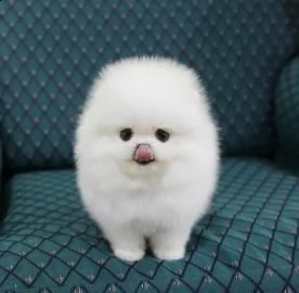 cuccioli di pomerania (maschi e femmine) 