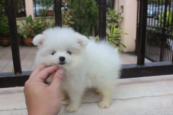 due impressionanti cuccioli di pomerania