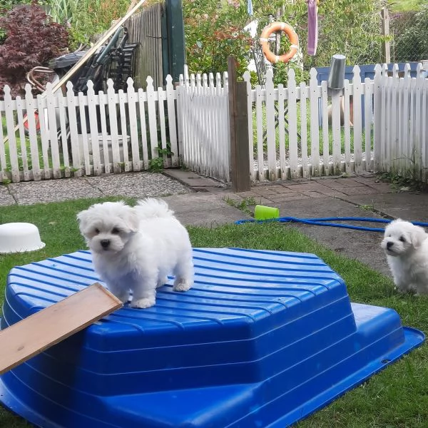 disponibile cucciola di maltese bianco  | Foto 0