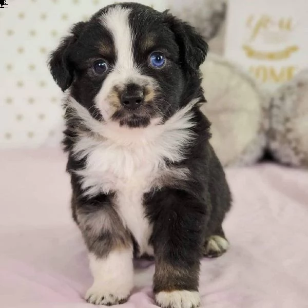 regalo adorabili cuccioli pastore australiano femminucce e maschietti