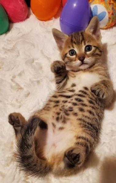 bengal cuccioli disponibili!!! | Foto 0