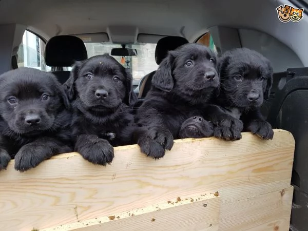 regalo cuccioli di terranova..