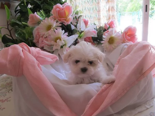 adorabile cucciolo di razza maltese bichon | Foto 0