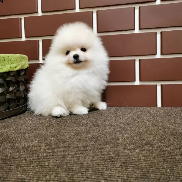 regalo pomeranian 