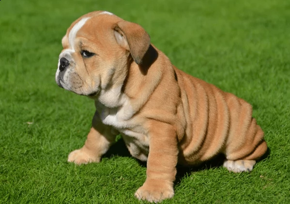 bulldog inglese maschio e femmina bello sano e grosso pronto