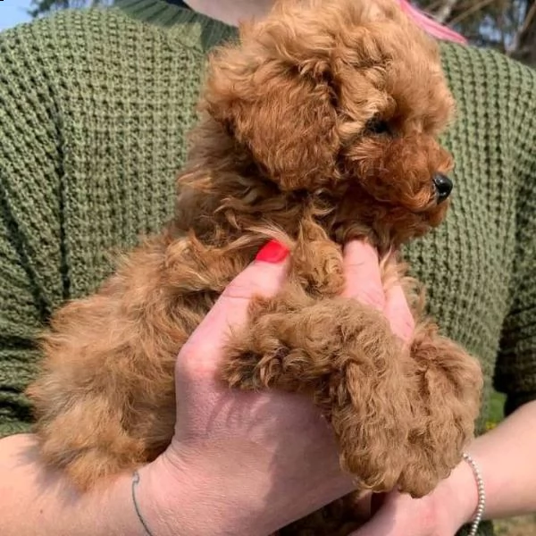 cuccioli di barboncini toy