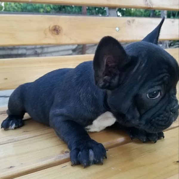 vendo splendidi cuccioli di bulldog francese | Foto 2