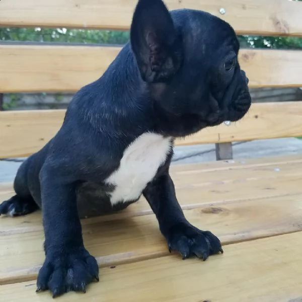 vendo splendidi cuccioli di bulldog francese | Foto 0