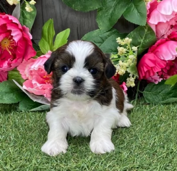 regalo bellissimi cuccioli allevati shih-tzu, colore bianco e nero.