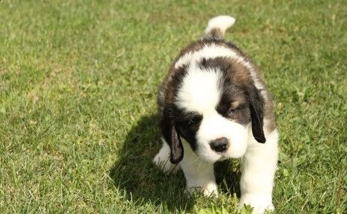 regalo adorabili cuccioli  san bernardo  femminucce e maschietti gratuita