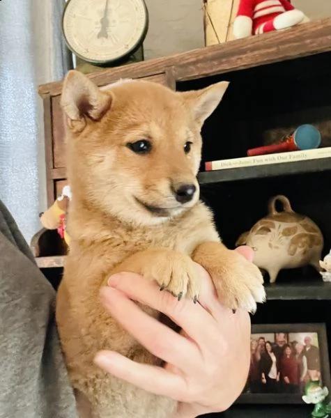 regalo due cuccioli di shiba inu per l'adozione 