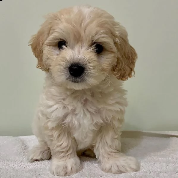 regalo maltipoo cuccioli meravigliosi ! 