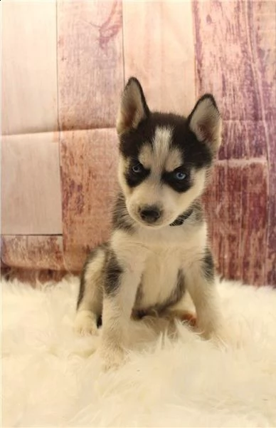 regalo cuccioli siberian husky  maschio e femmina