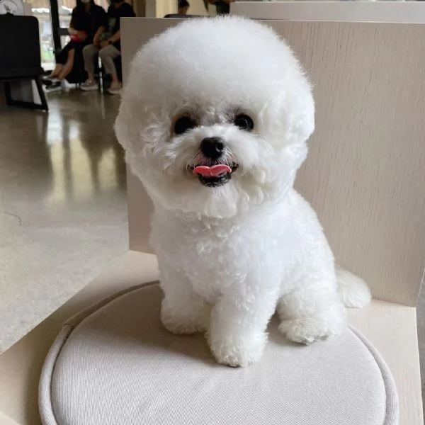   regalo bichon cuccioli meravigliosi ! 