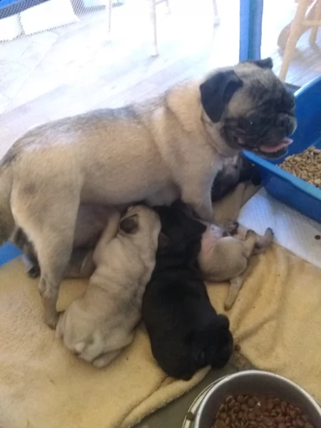 cuccioli di carino addestrati in casa