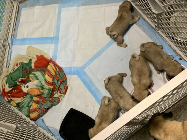 cuccioli di carino addestrati in casa | Foto 6