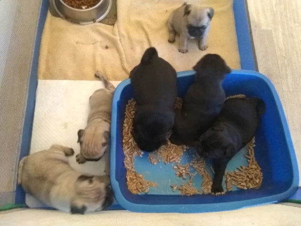 cuccioli di carino addestrati in casa | Foto 3