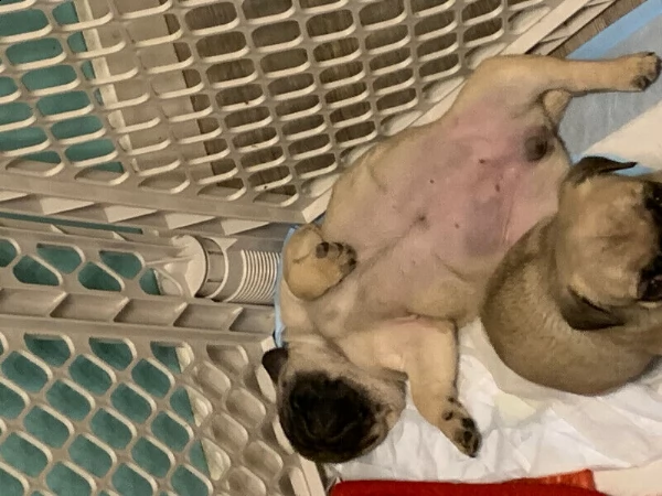 cuccioli di carino addestrati in casa | Foto 0