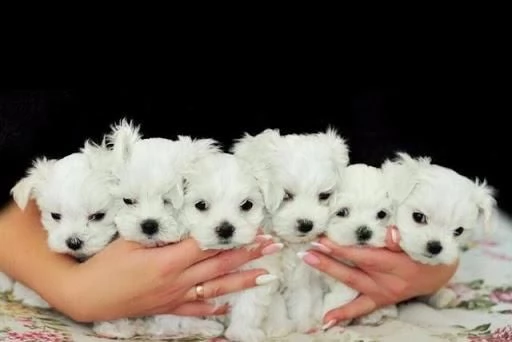 bichon maltese  mini toy consegna a domicilio