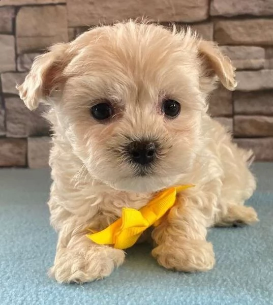 regalo maltipoo cuccioli meravigliosi ! 