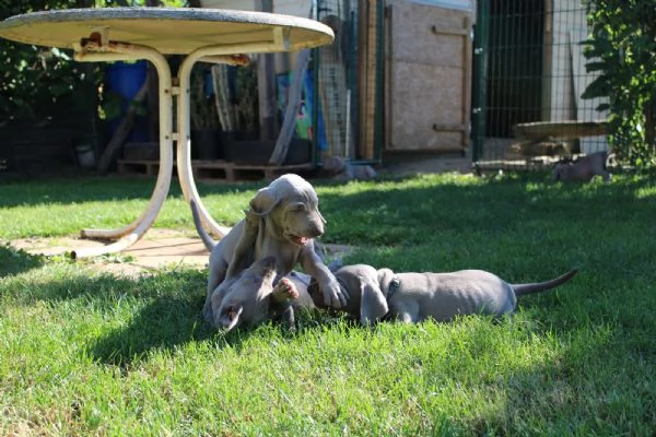 disponibili bellissimi cuccioli di weimaraner