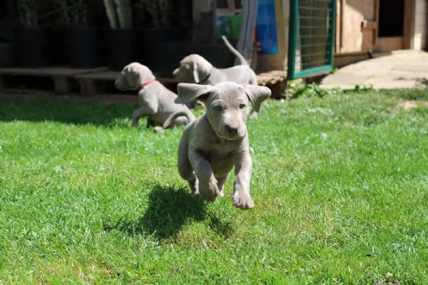 disponibili bellissimi cuccioli di weimaraner | Foto 5