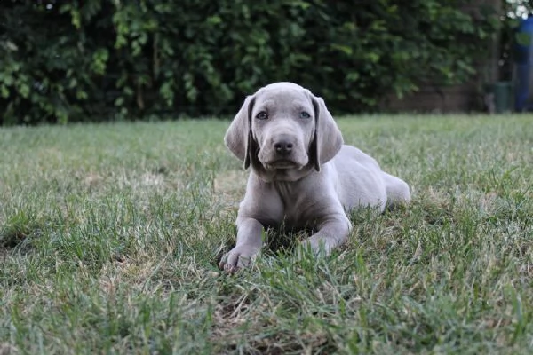 disponibili bellissimi cuccioli di weimaraner | Foto 4